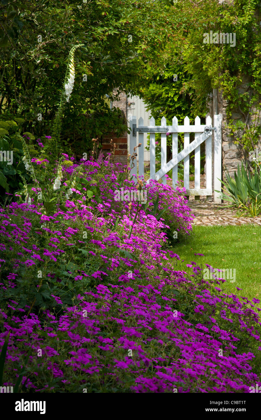 Classic English summer Cottage garden with white picket gate, geraniums and foxgloves Stock Photo