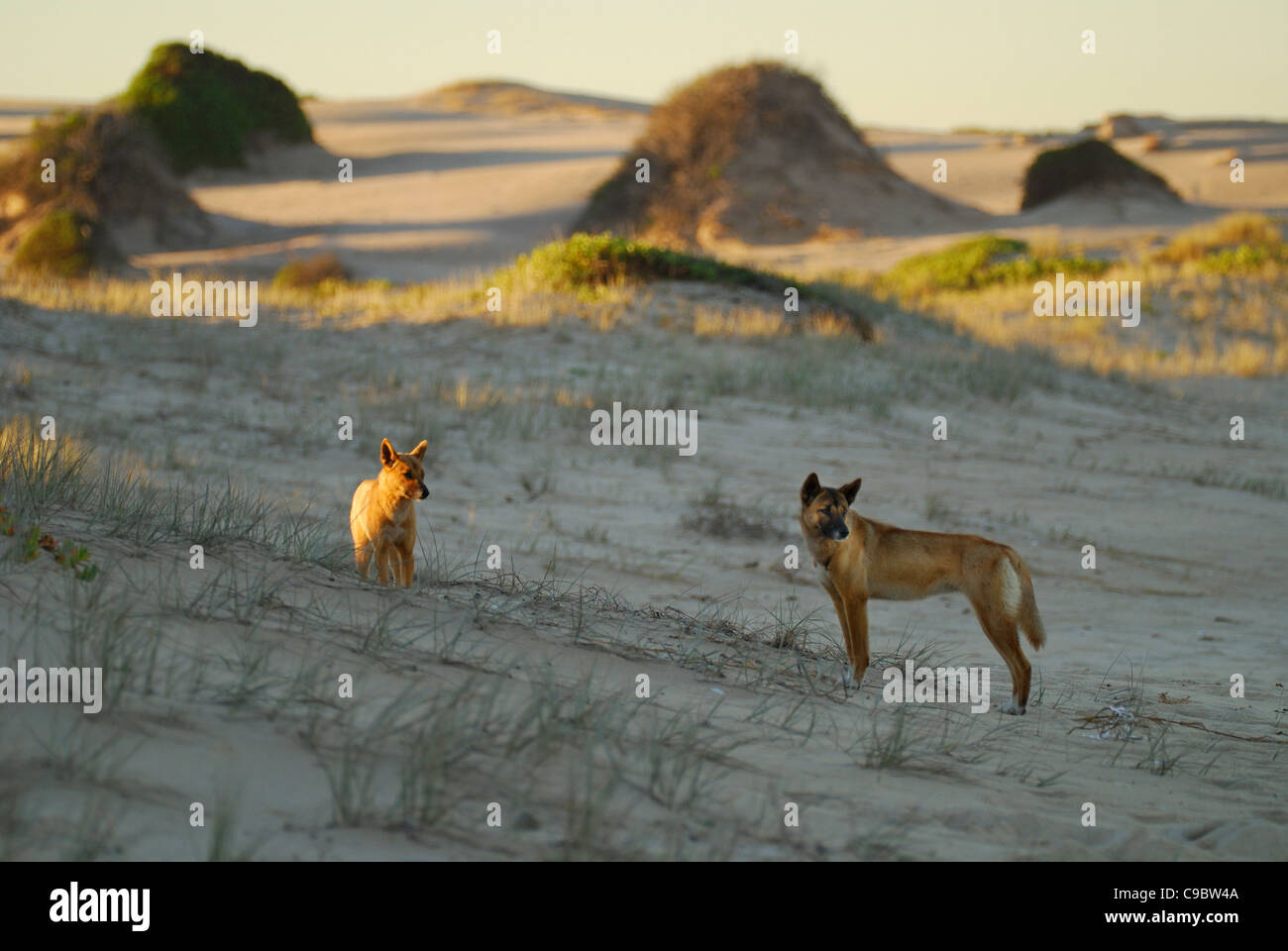 Dingos Canis lupus dingo on coastal sand dunes Myall Lakes Nat Park NSW Australia Stock Photo