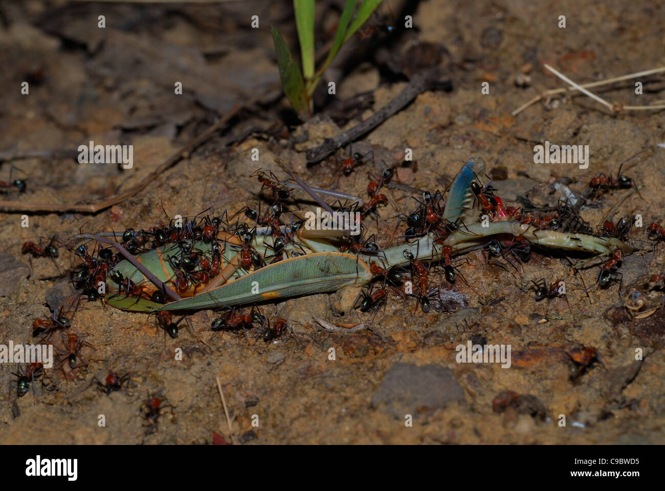 Ants with preying mantis prey Kakadu National Park Stock Photo