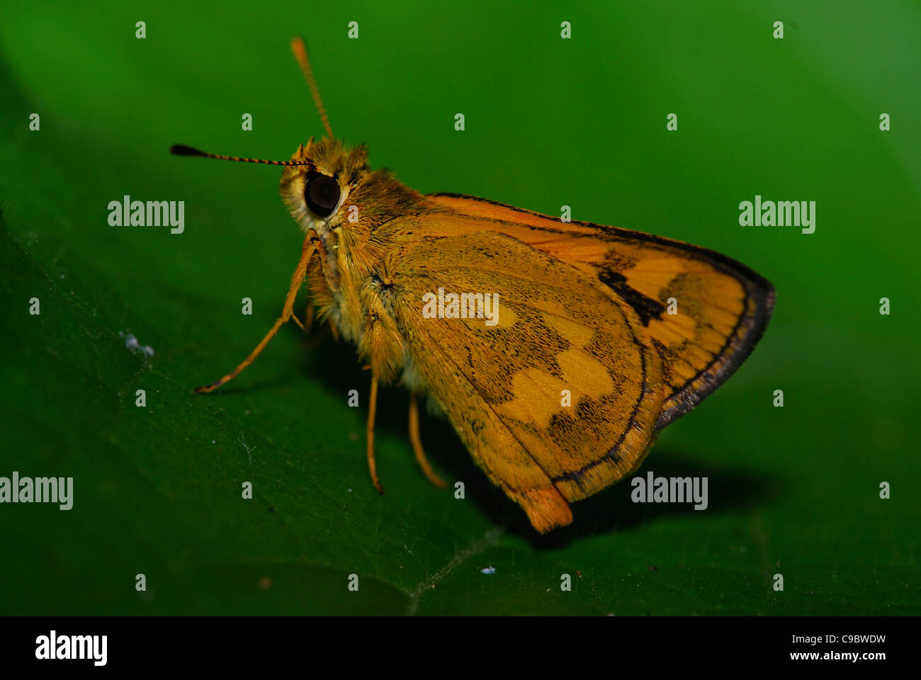 Skipper butterfly Ubud Bali Indonesia Stock Photo Alamy