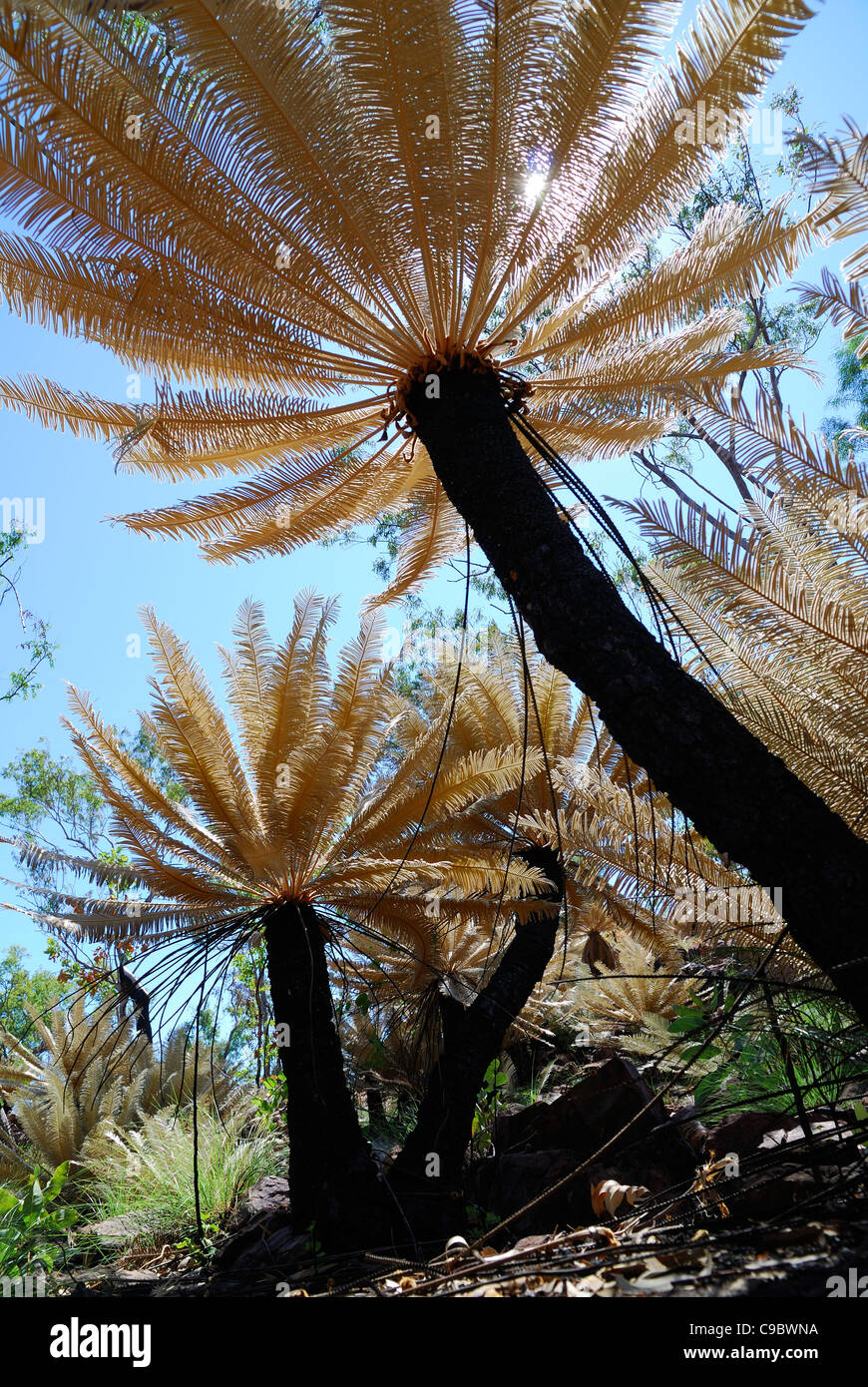 Cycad Cycas calcicola Litchfield National Park NT Australia Stock Photo