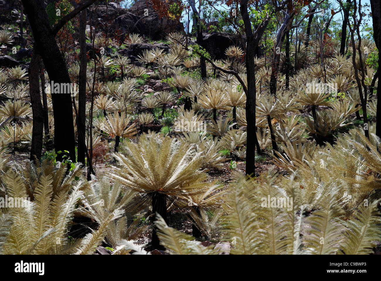 Cycad Cycas calcicola Litchfield National Park NT Australia Stock Photo