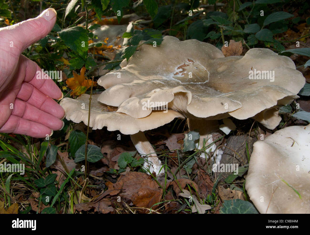Clouded Agaric Toadstool (Clitocybe nebularis) fungi fungus. Stock Photo