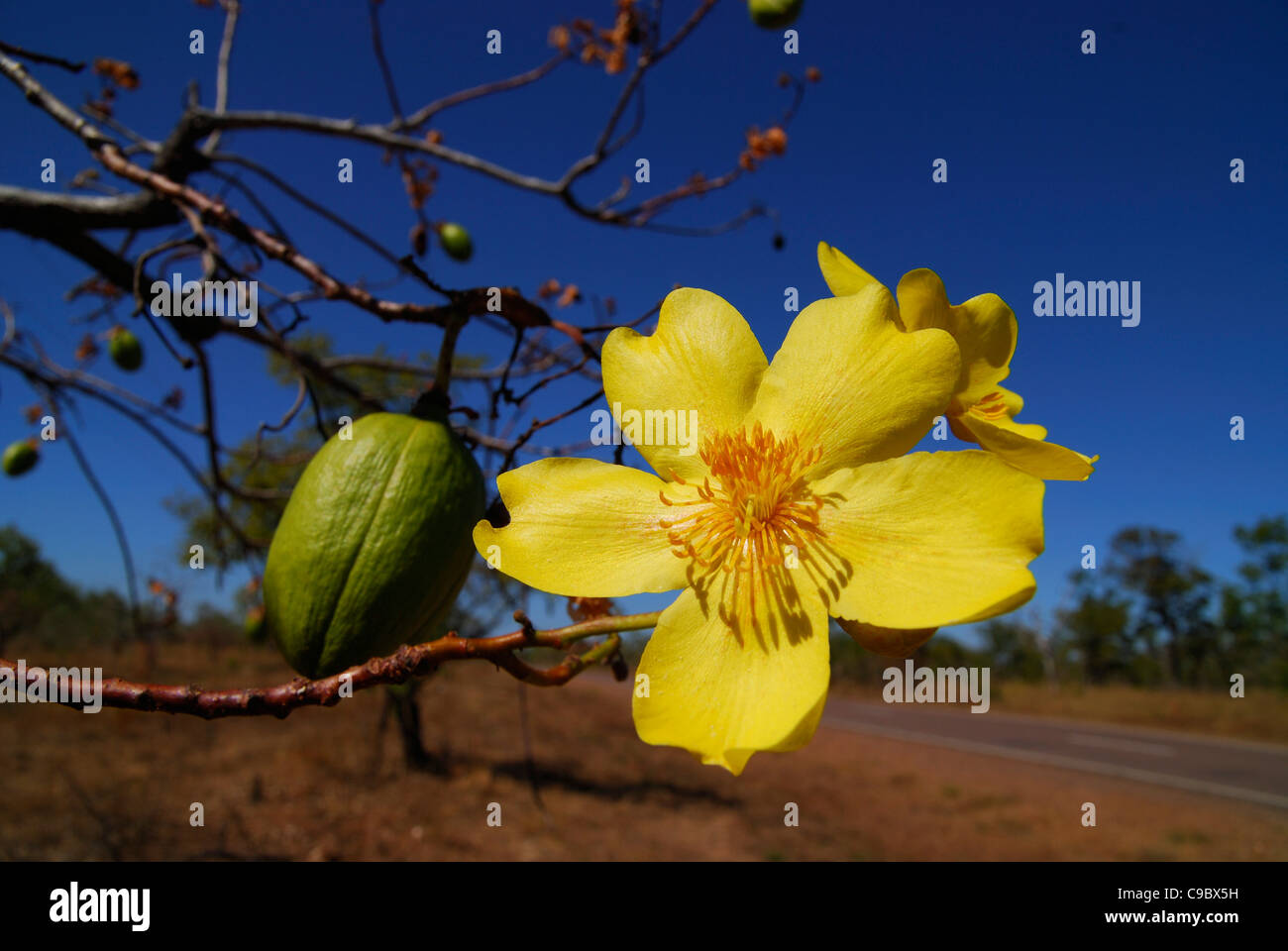 Kapok Bush yellow flower and fruit Cochlospermum fraseri Stock Photo