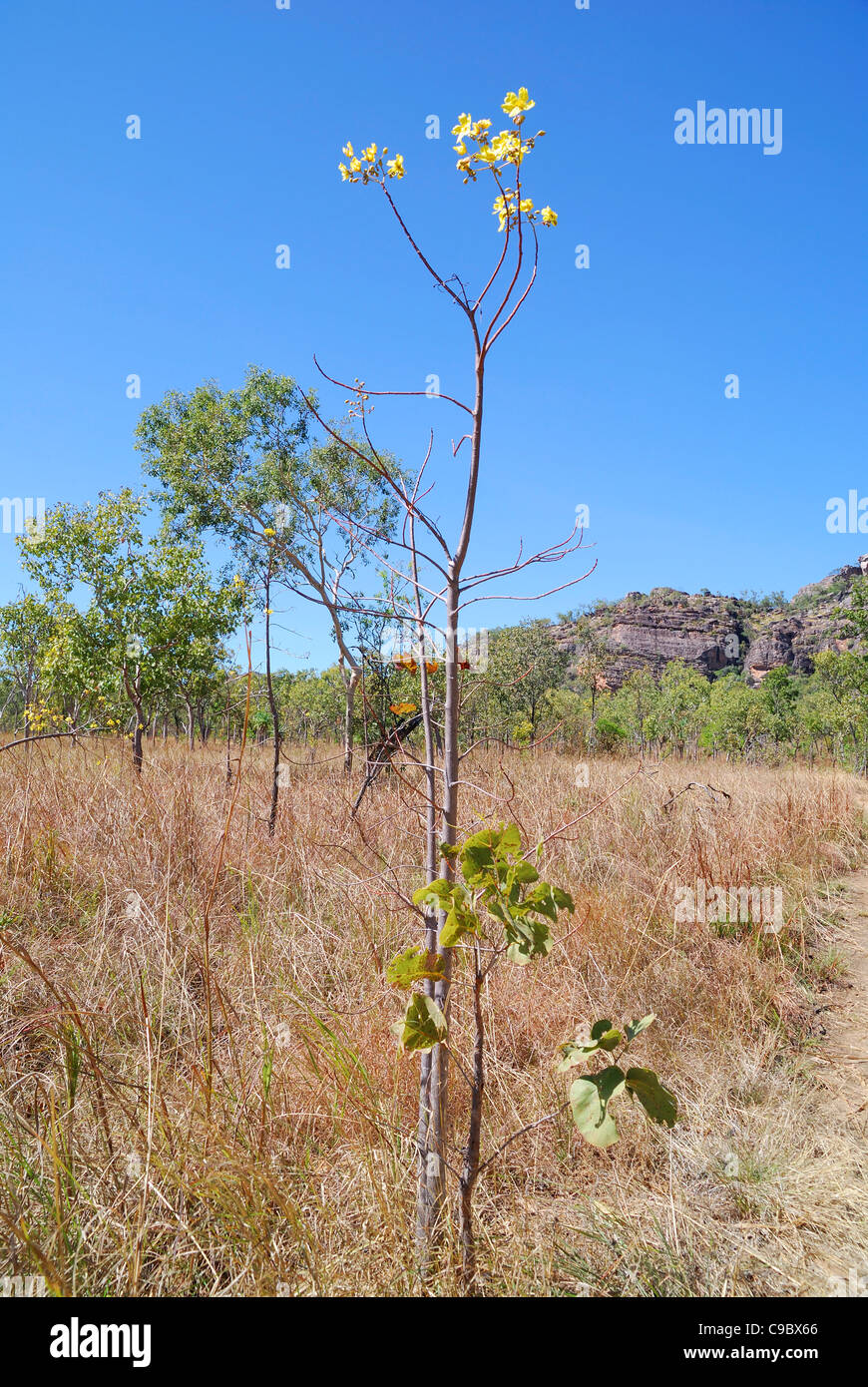 Kapok Bush flowering Cochlospermum fraseri Kakadu National Park Stock Photo