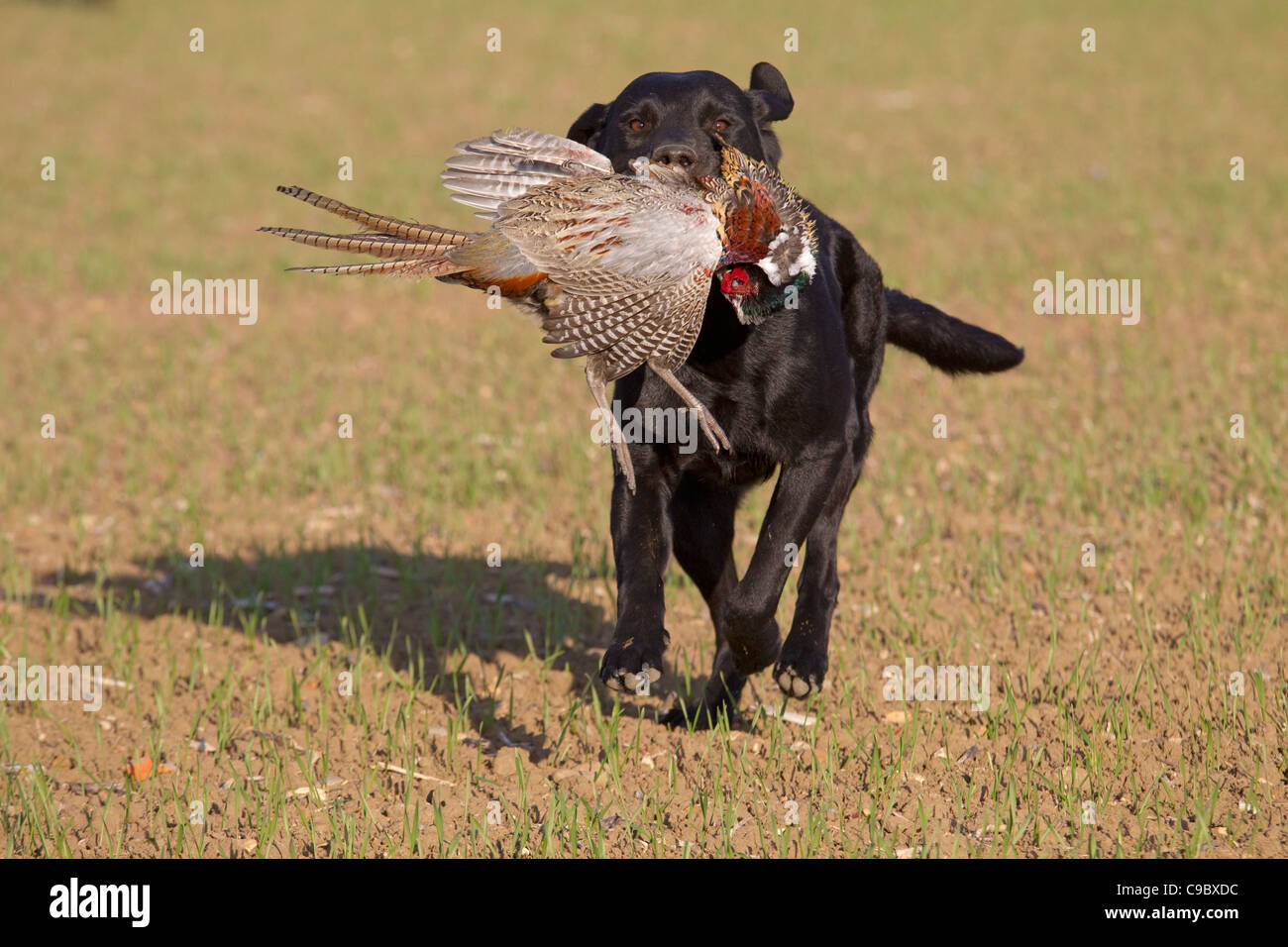 Black Labrador retrieving partridge on game shoot in Norfolk mid ...