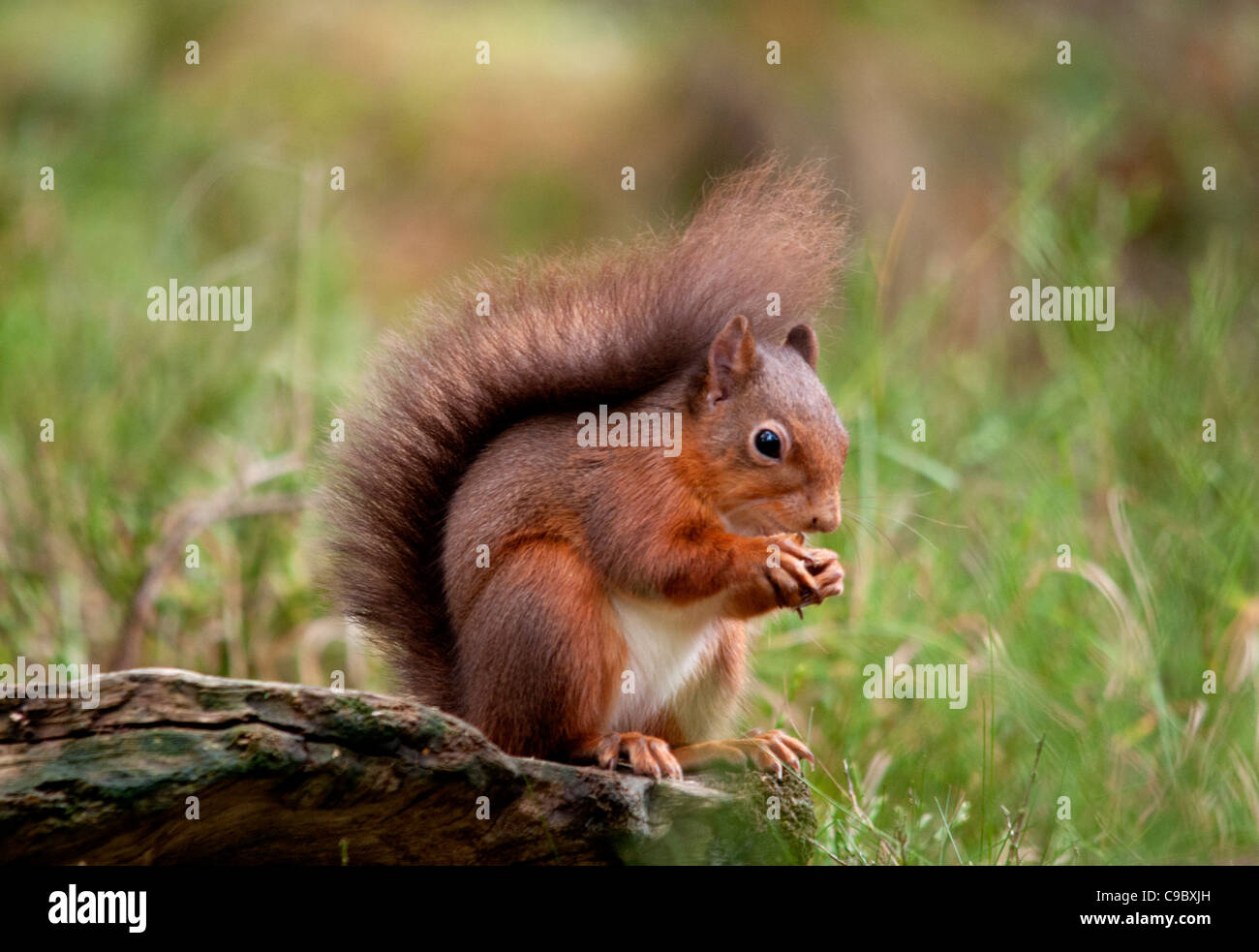 red squirrel sitting on log looking right Stock Photo