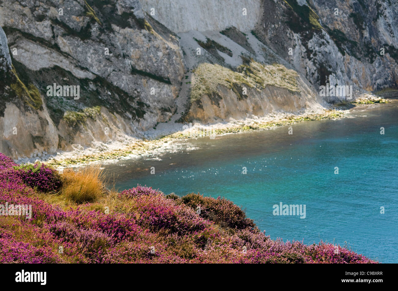 heather flowering by the coast, by the Needles, Isle of Wight, UK. Stock Photo