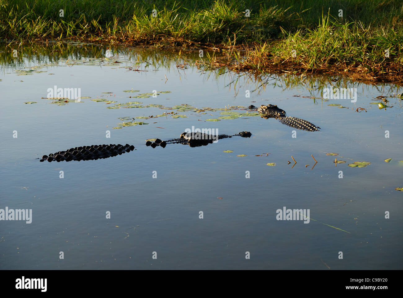 Saltwater Crocodiles Crocodylus porosus Yellow Water Kakadu National ...