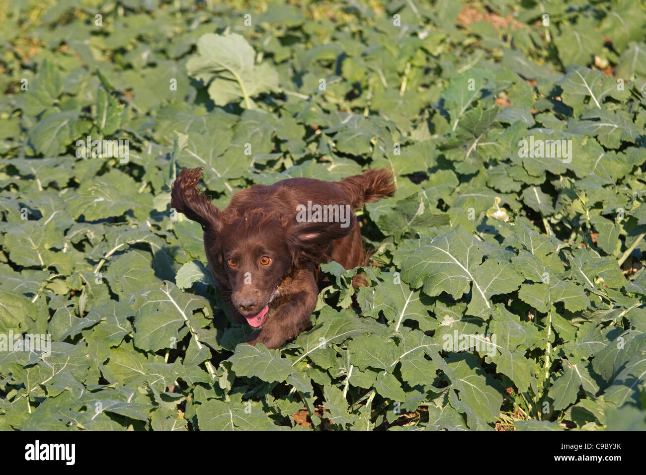 Cocker Spaniel retrieving on pheasant shoot Stock Photo