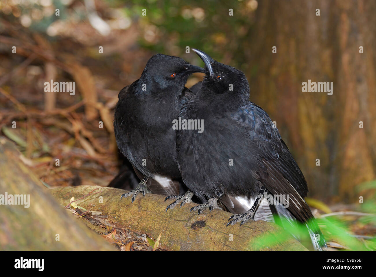 Corcorax White-winged Chough Corcorax melanorhamphos pair preening each other ...