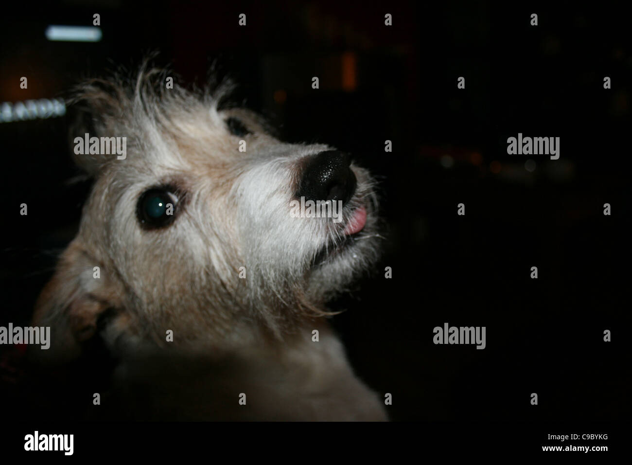 Mohegan hair cut on wire hair mongrel with tongue hanging out. Stock Photo