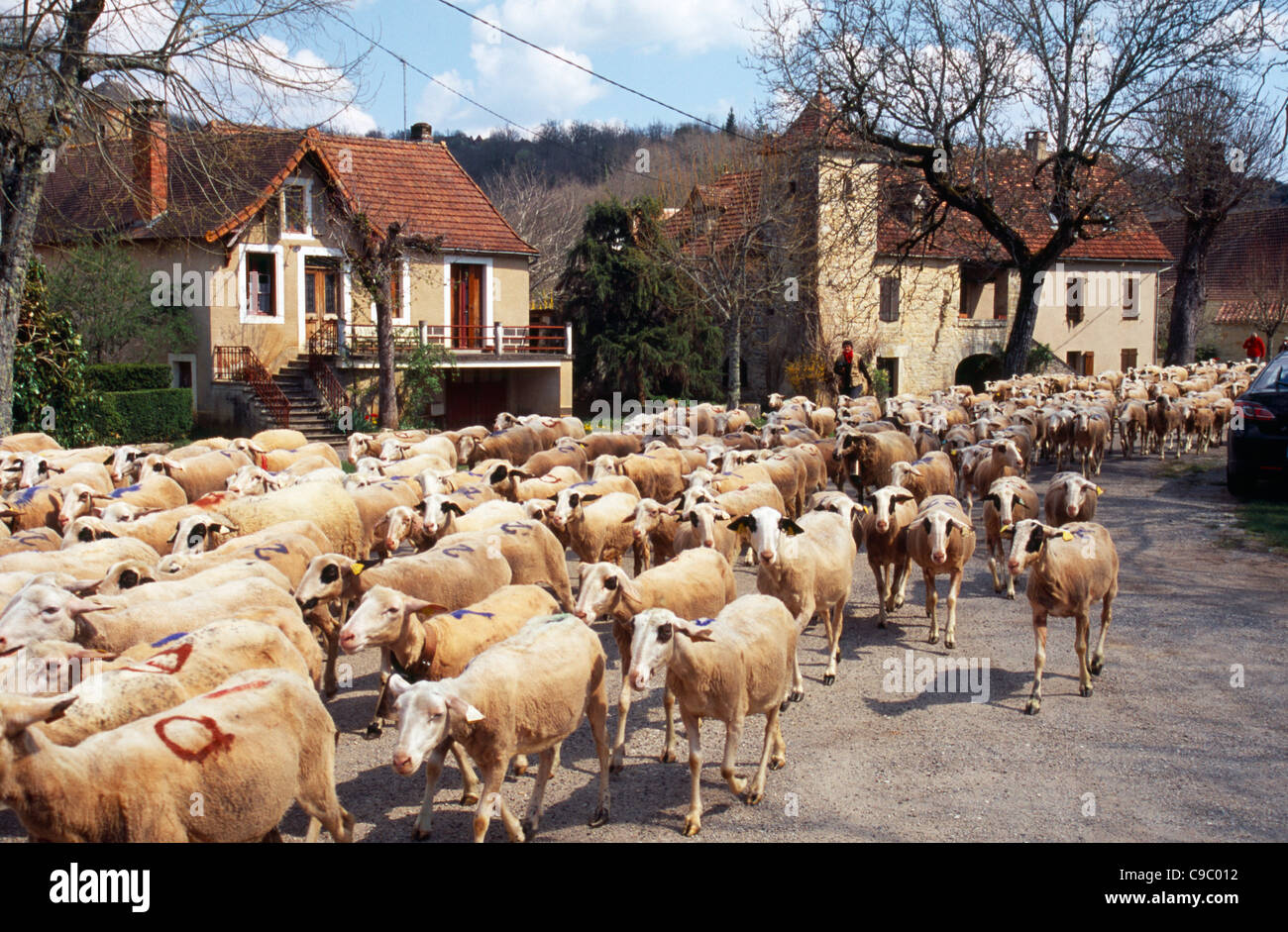 France, Transhumance, Seasonal movement of people with their livestock to summer pastures. Driving flock of sheep along road. Stock Photo