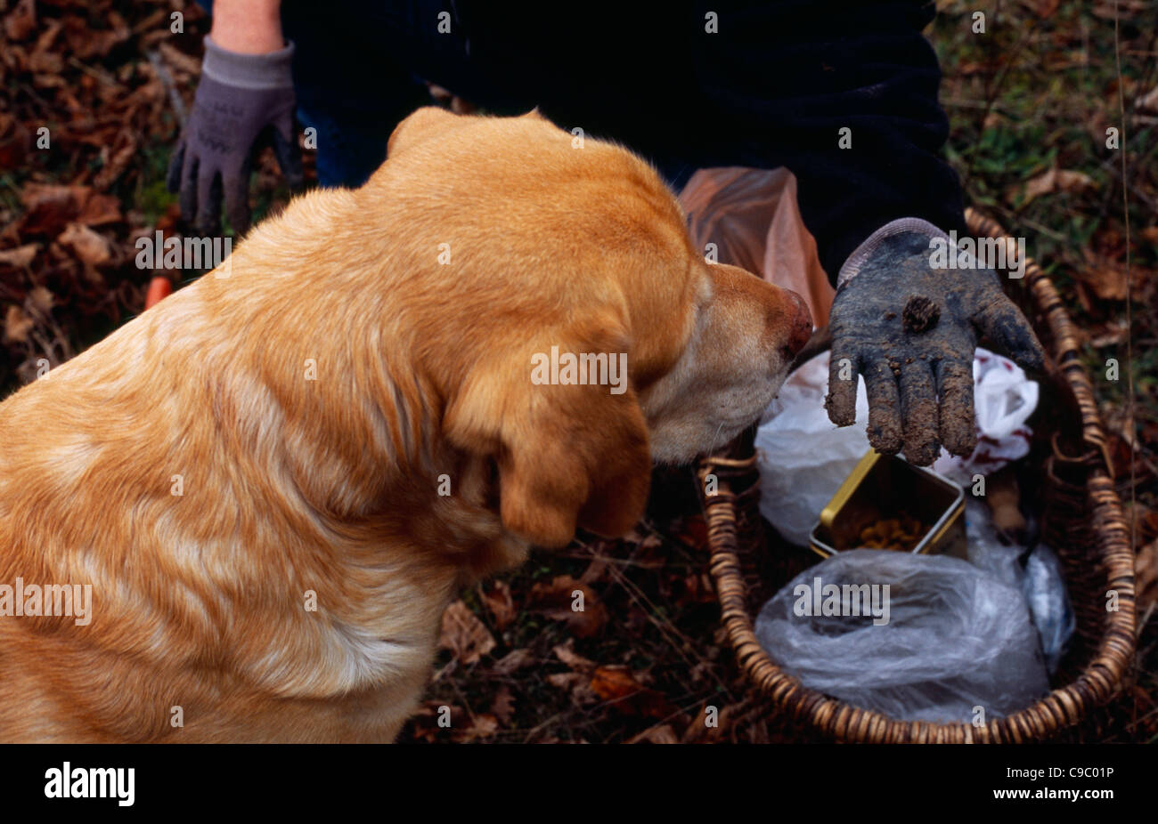 France Food and Drink Dog trained to find truffles with truffle hunter by basket and holding out out freshly dug truffle in hand Stock Photo