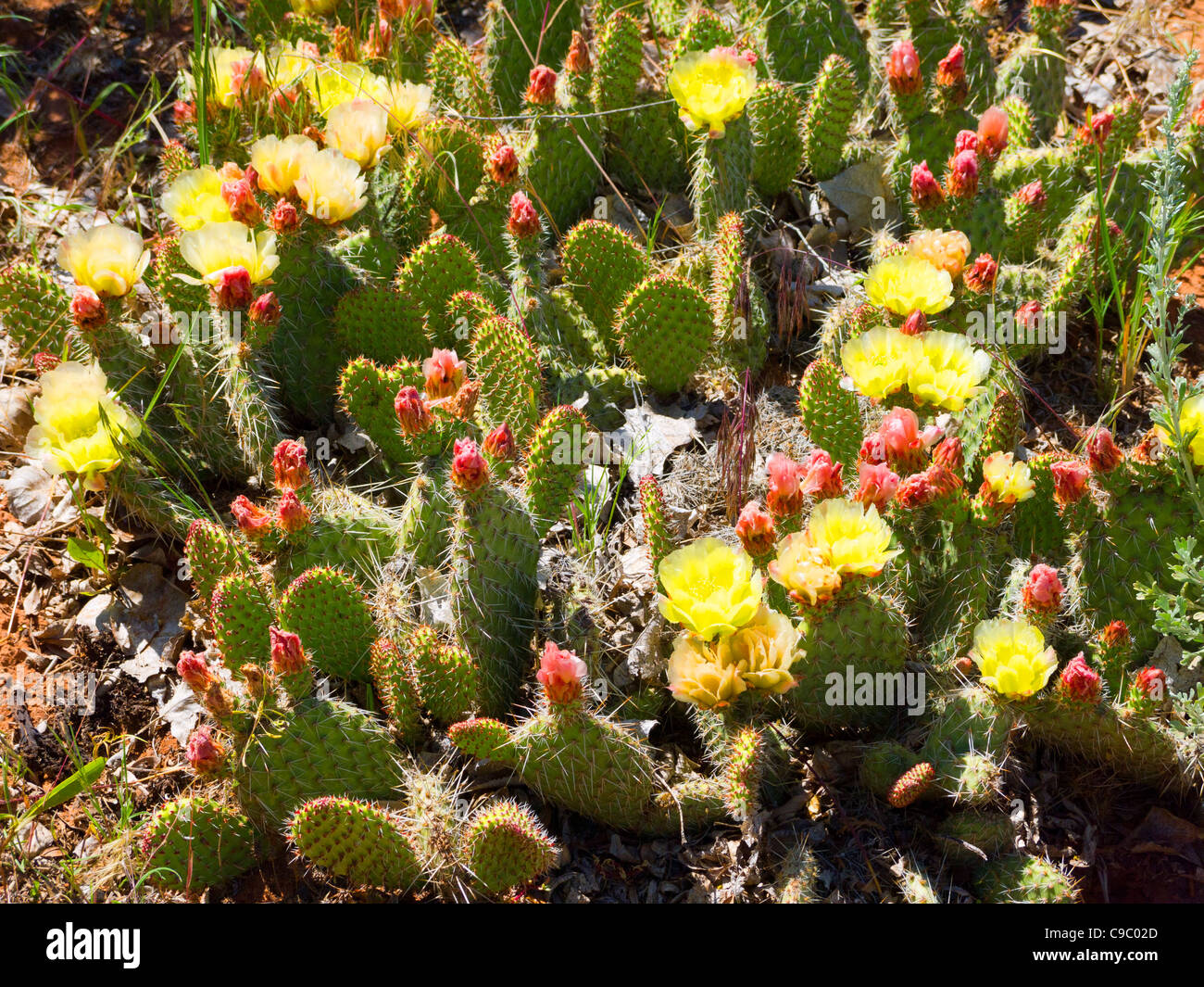 Flowering Cactus in Deadwood South Dakota USA Stock Photo Alamy