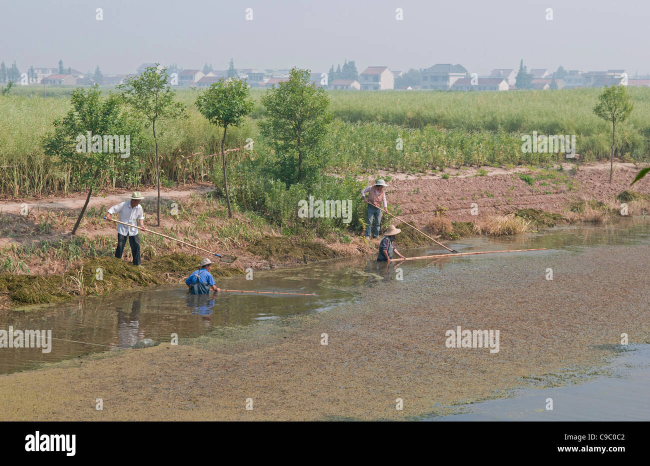 China, Jiangsu, Qidong, Farmers clearing aquatic vegetation from a choked irrigation canal with bamboo poles. Stock Photo