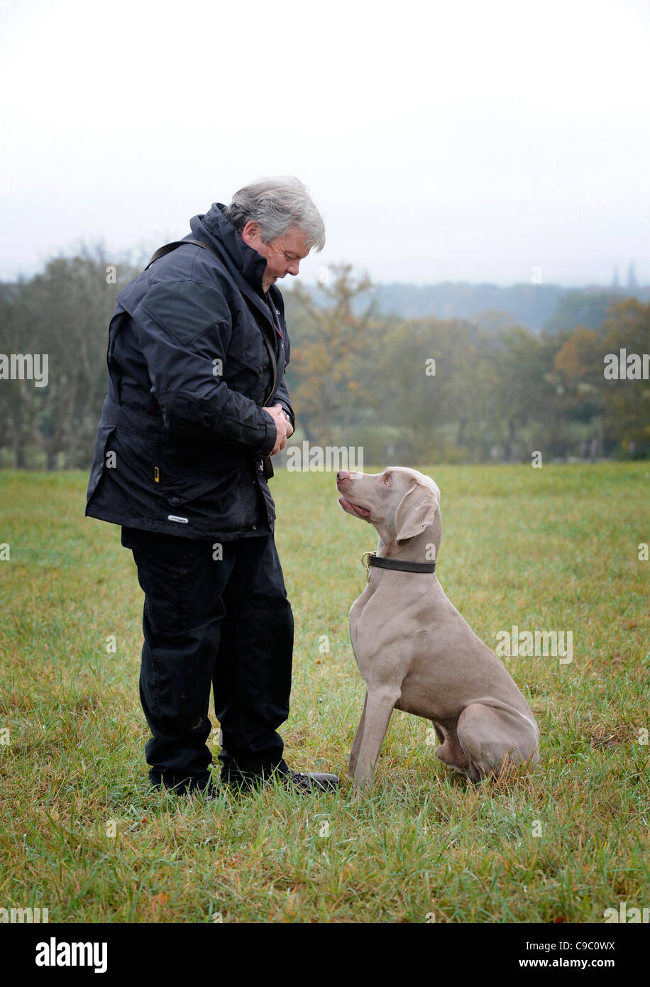 A Weimaraner sits in front of its handler during Working Trials training Stock Photo