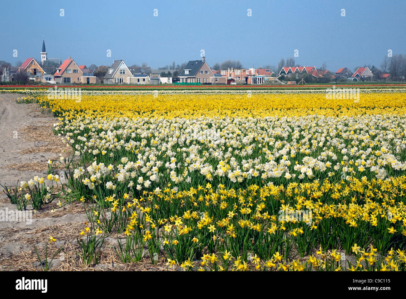 Colourful narcissus and daffodil field (Narcissus sp.) near the village of Den Hoorn, Texel, the Netherlands Stock Photo