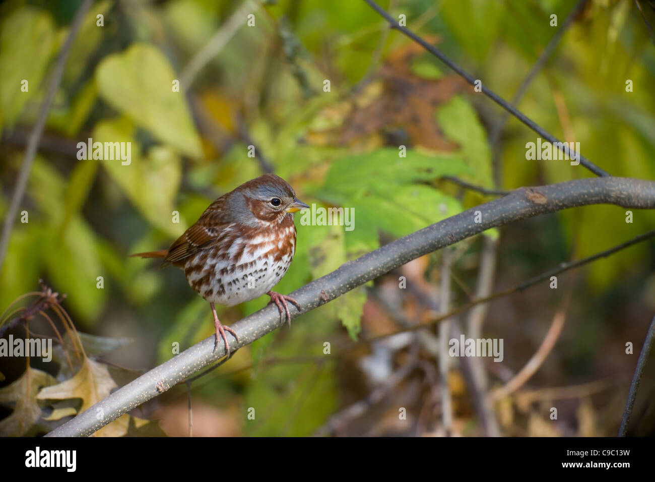 Fox Sparrow (Passerella iliaca iliaca), Red subspecies, perched on a branch in New York City's Central Park. Stock Photo