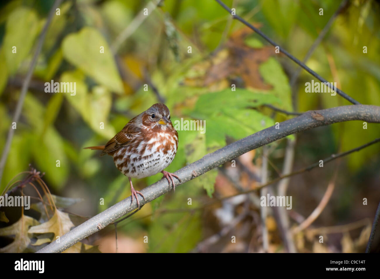 Fox Sparrow (Passerella iliaca iliaca), Red subspecies, perched on a branch in New York City's Central Park. Stock Photo