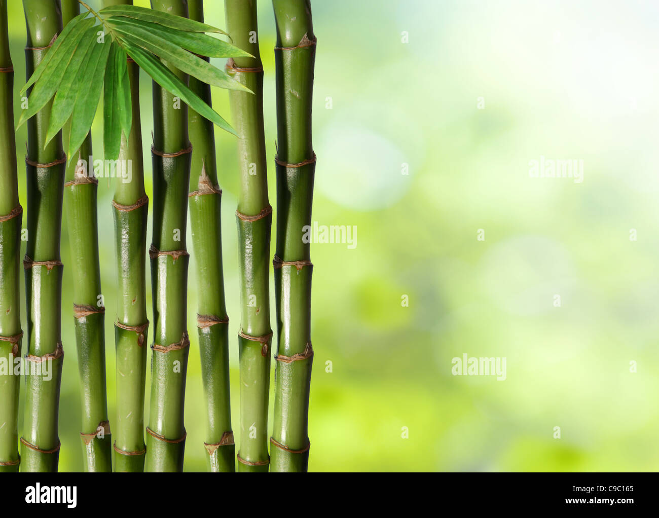 Two green bamboo sticks in front of white background Stock Photo - Alamy