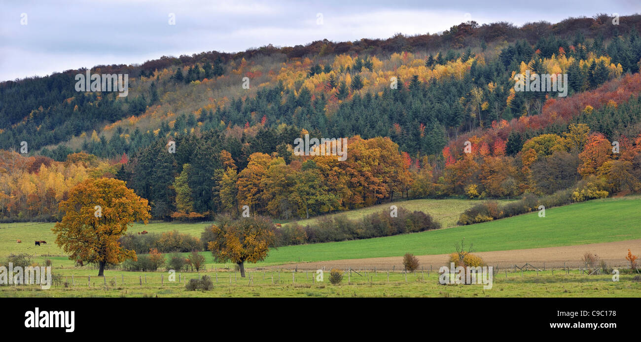 Field with cows and mixed forest with pines and broadleaf trees in autumn colours, Ardennes, Belgium Stock Photo