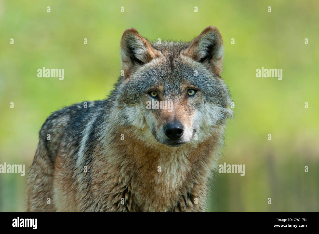 Europäischer Wolf, Canis lupus, European grey wolf Stock Photo