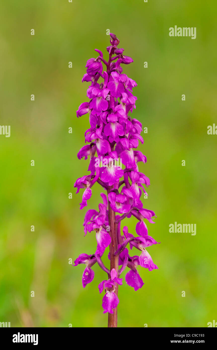 Maennliches Knabenkraut ,Orchis mascula, Early purple orchid Stock Photo