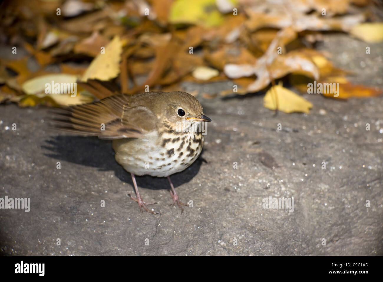 Hermit Thrush (Catharus guttatus faxoni), first year individual sitting on rock Stock Photo