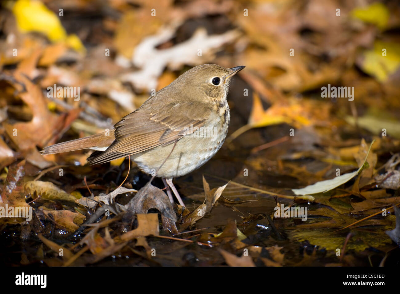 Hermit Thrush (Catharus guttatus faxoni), first year individual bathing Stock Photo