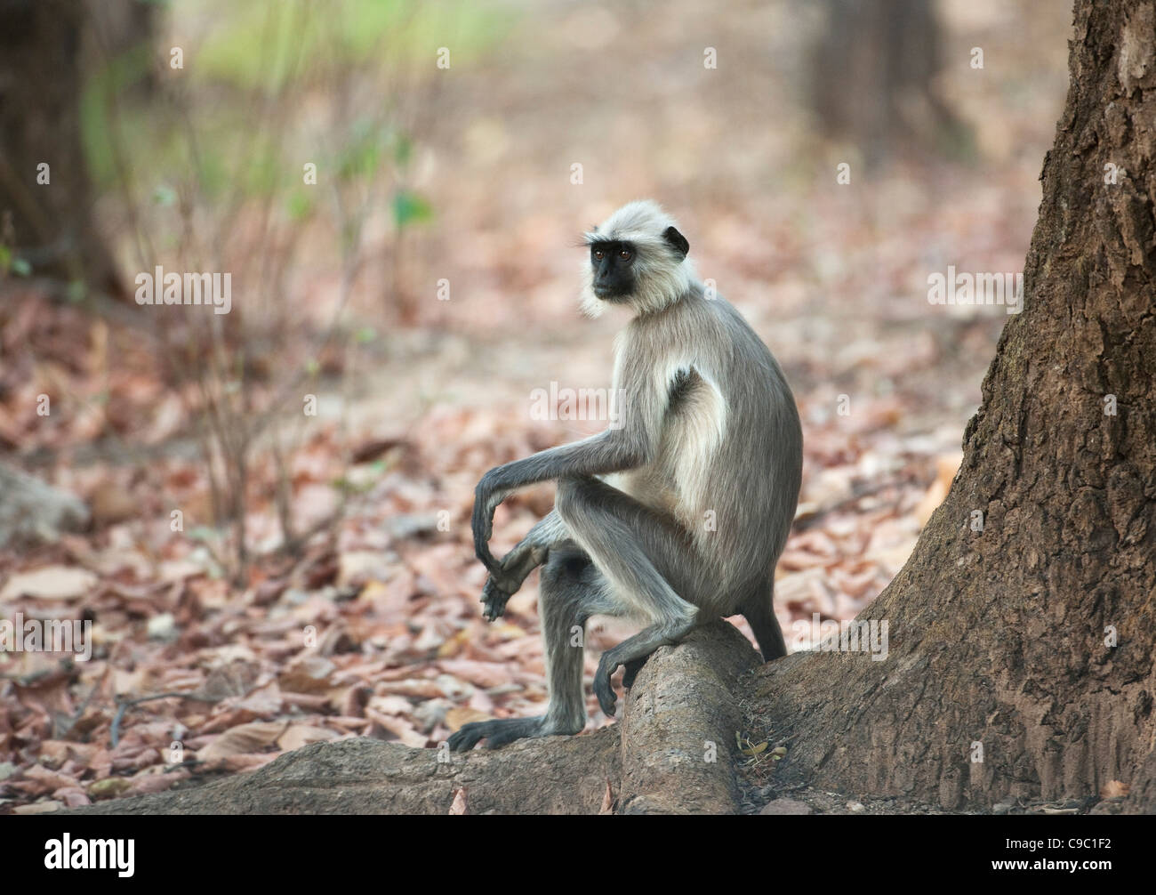 Langur monkey Presbytis entellus Kanha national park India Stock Photo