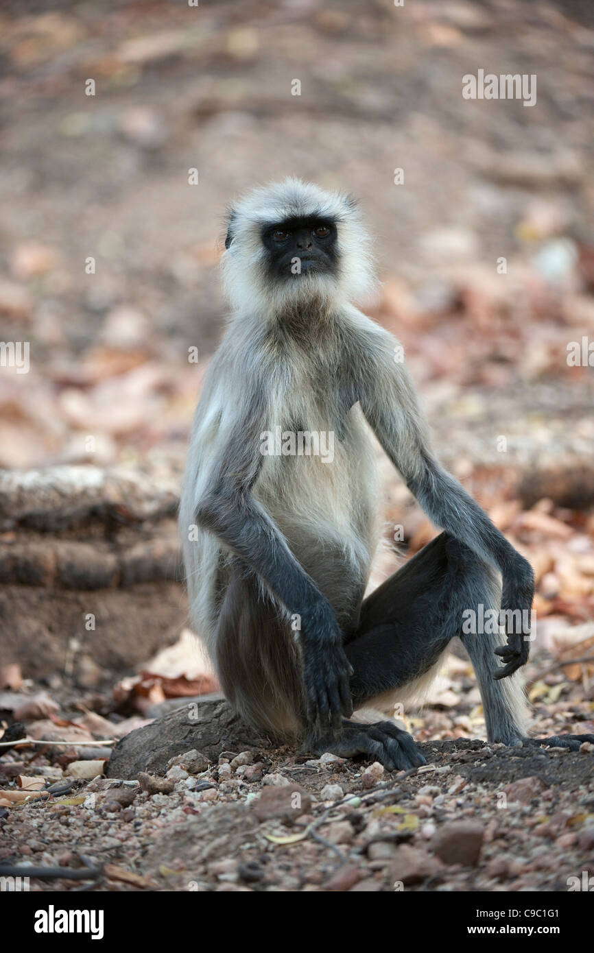 Langur monkey Presbytis entellus Kanha national park India Stock Photo