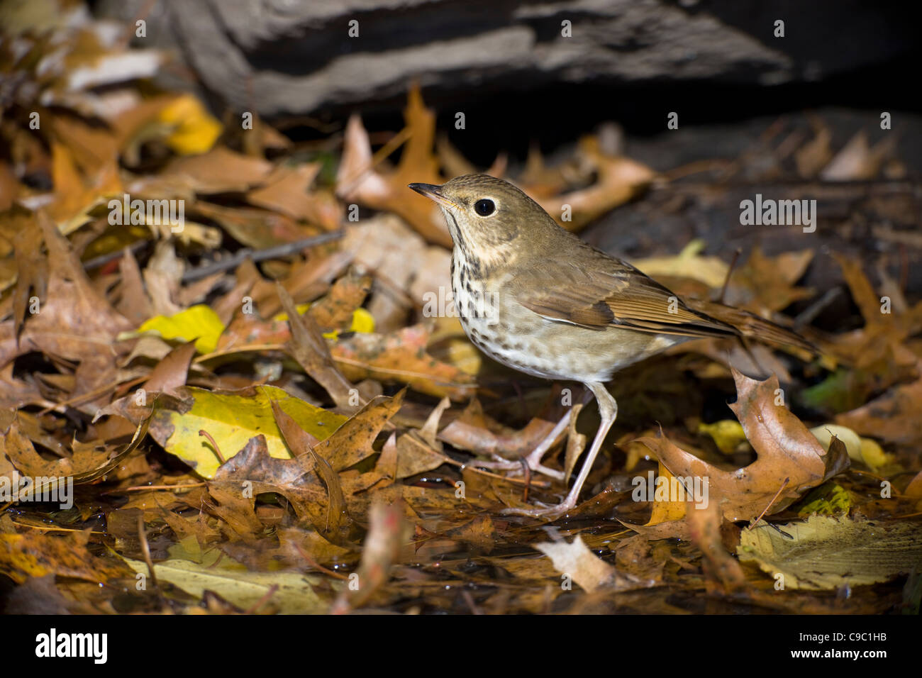 Hermit Thrush (Catharus guttatus faxoni), first year individual about to bath Stock Photo