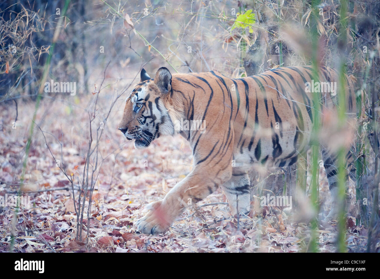 Male tiger Panthera tigris walking in long grass Bandhavgarh national park India Stock Photo