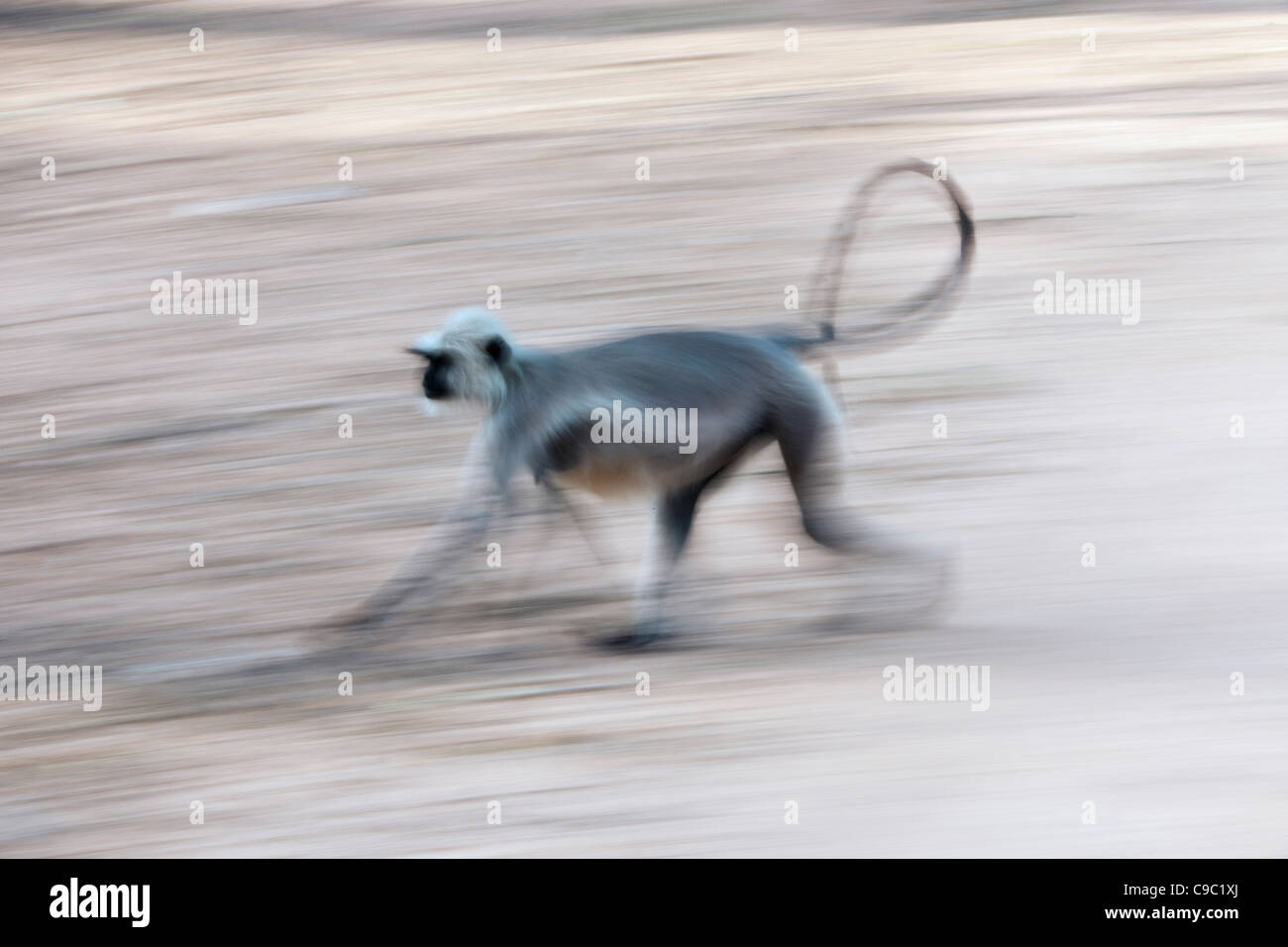 Languar Monkey Presbytis entellus Running blurred Kanha national India Stock Photo