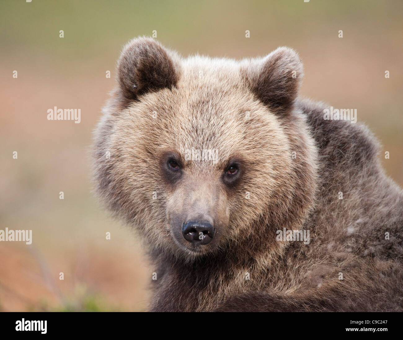 Young Eurasian brown bear Finland Stock Photo