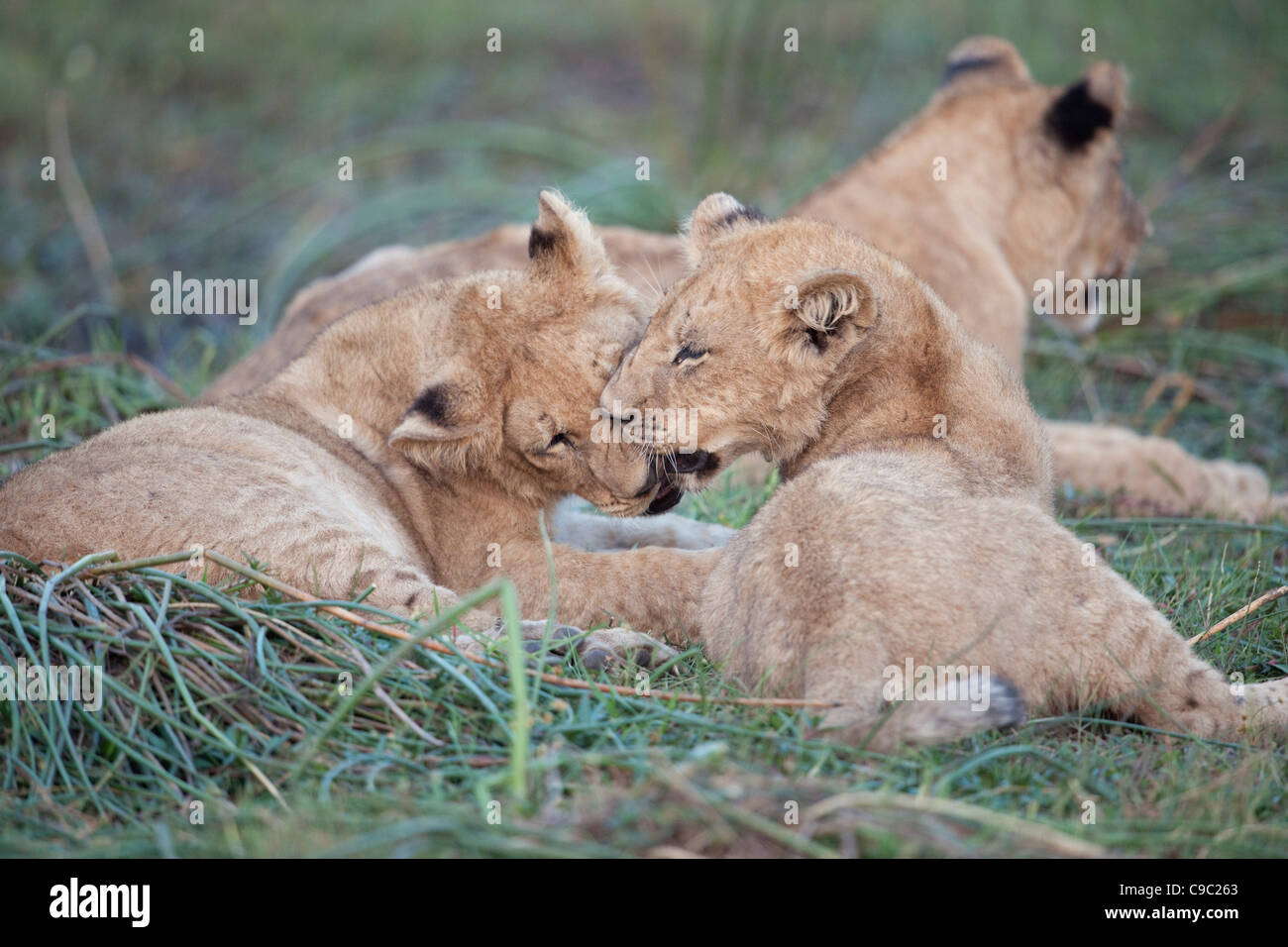Lion cubs playing Panthera leo Botswana Stock Photo