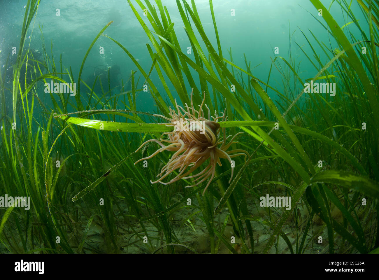 A Snakelocks anemone clings to Eel Grass in Cornwall Stock Photo
