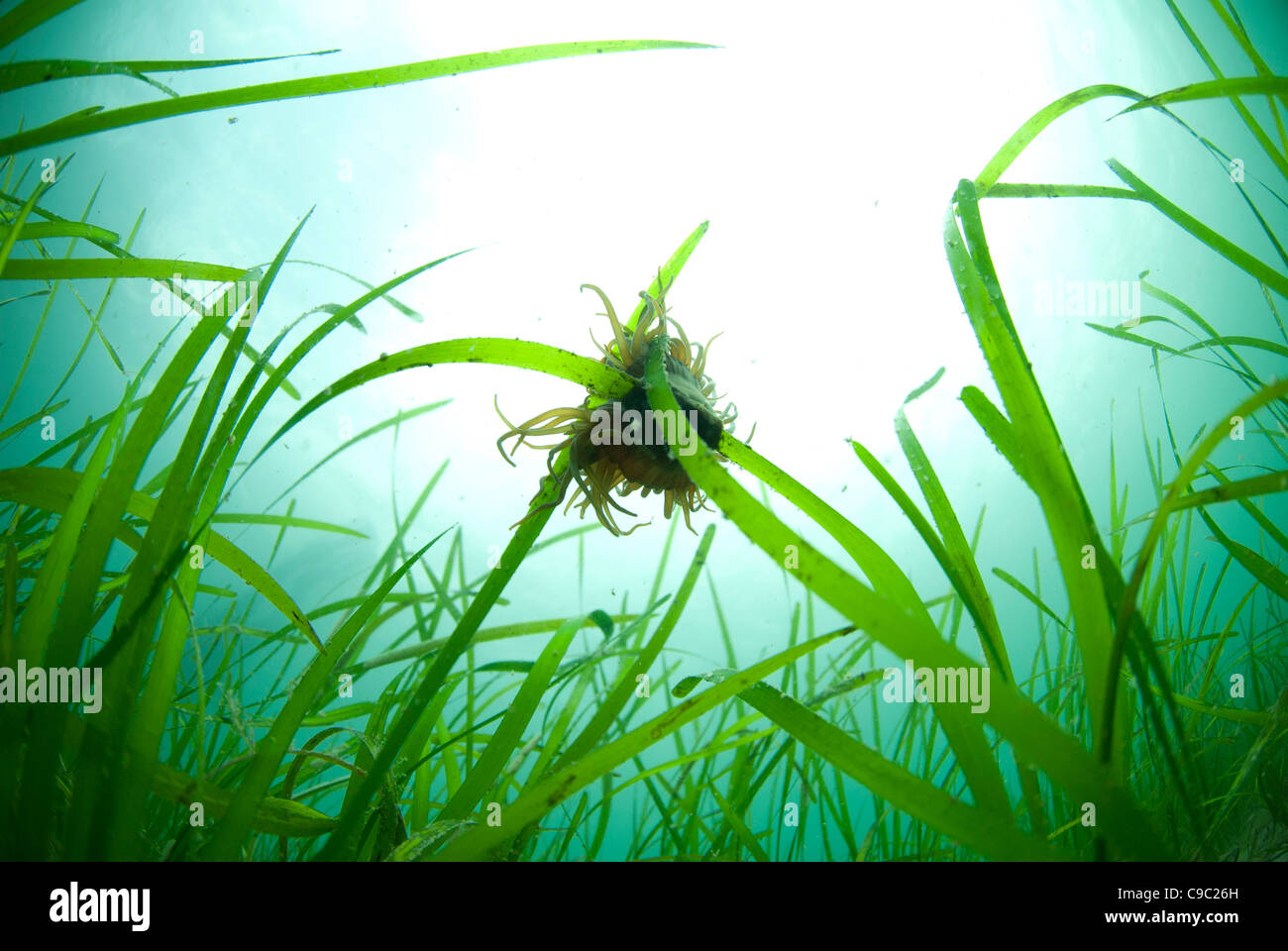A Snakelocks anemone clings to a strand of eel grass in Cornwall! Stock Photo