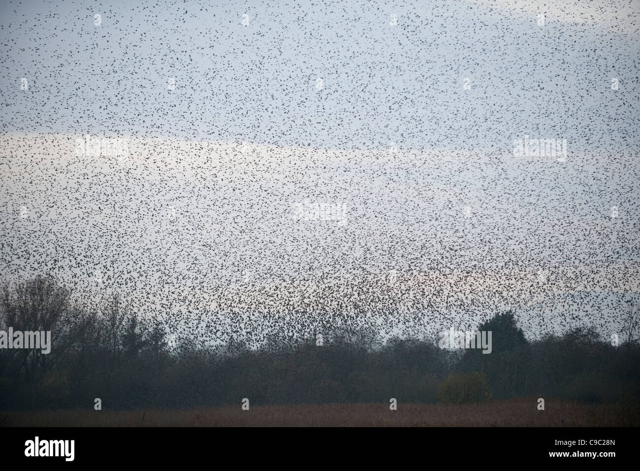 Flock of starlings UK Stock Photo