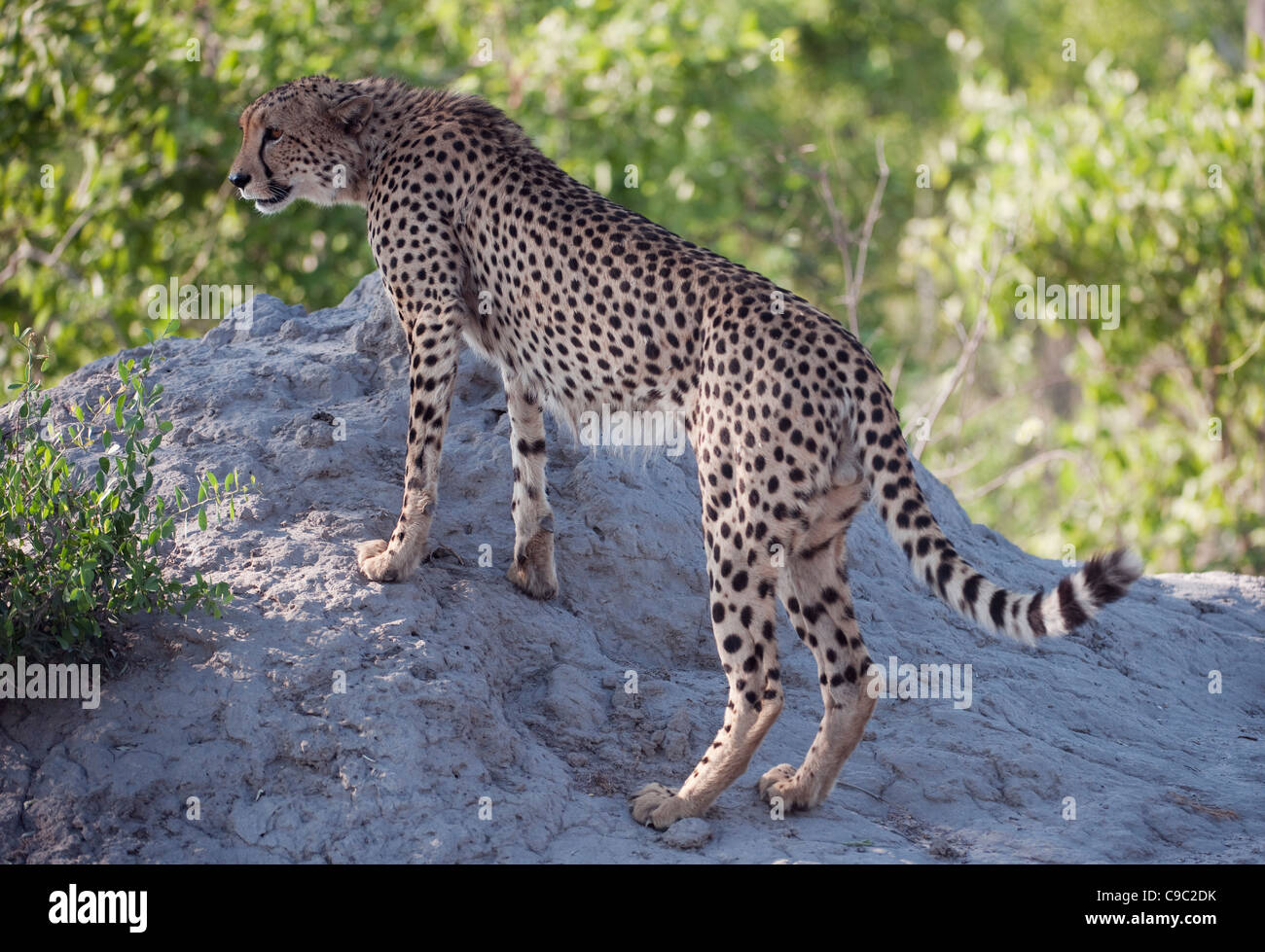 Cheetah on a termite mound Acinonyx jabatus Botswana Stock Photo