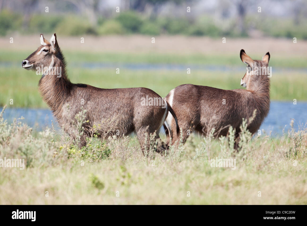 Female waterbucks Kobus ellipsiprymnus Botswana Stock Photo