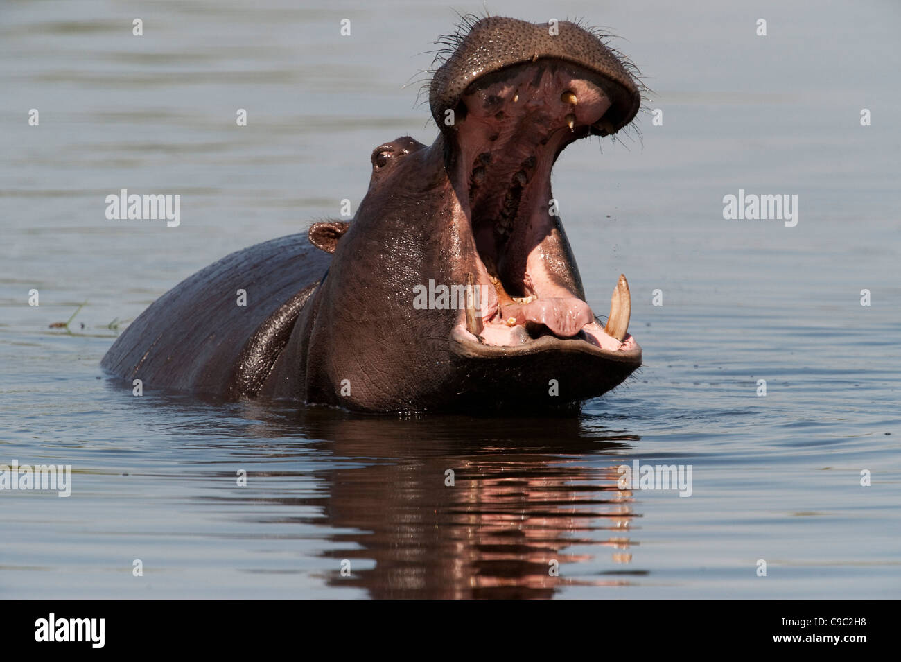 Hippo threat Hippopotamus amphibius Botswana Stock Photo