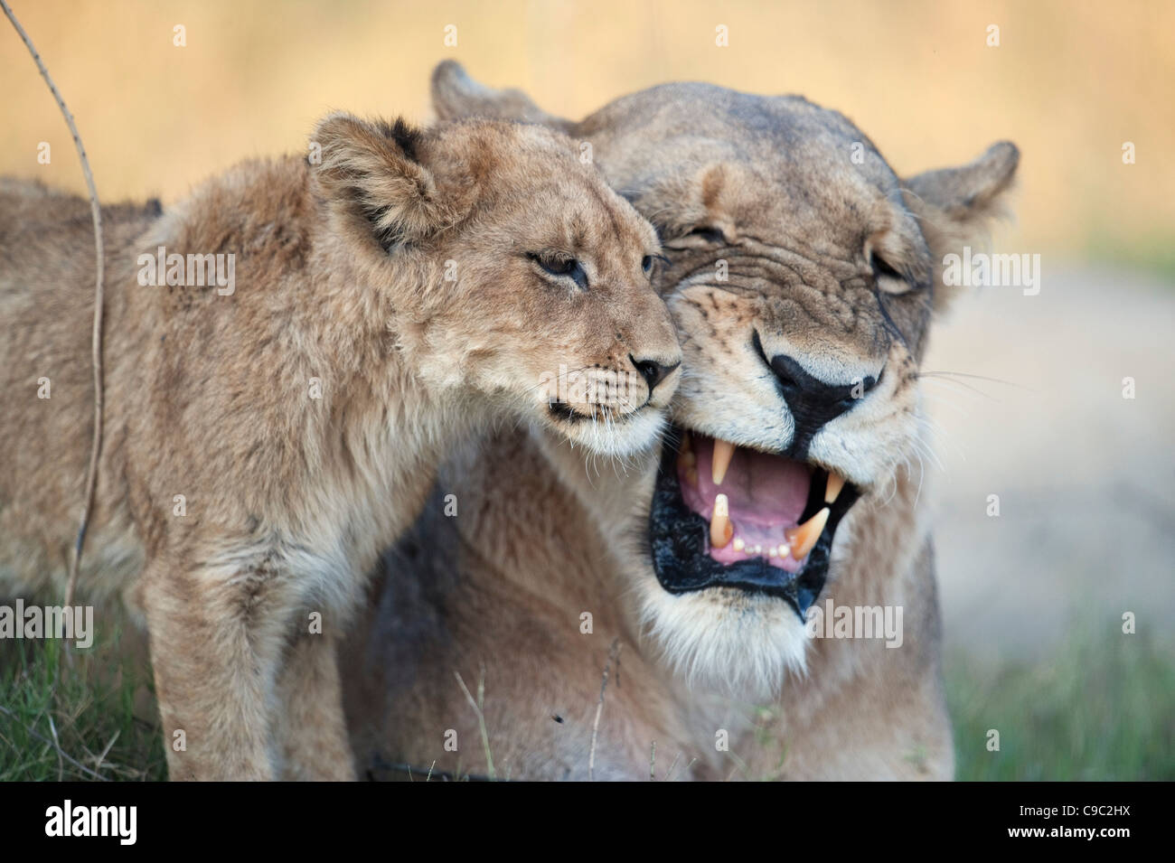 Lioness growling at cub Botswana Stock Photo