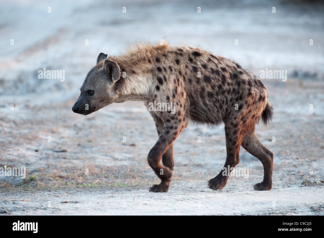 Spotted hyaena Crocuta crocuta Botswana Stock Photo