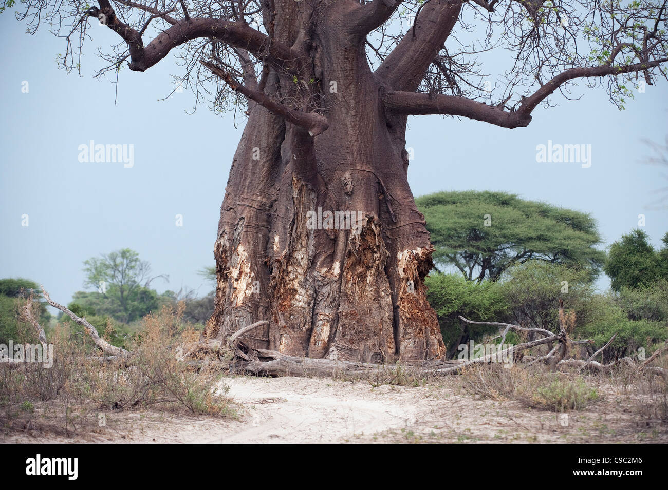 Baobab tree hi-res stock photography and images - Alamy