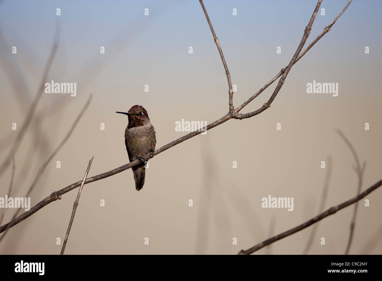 Anna's Hummingbird (Calypte anna), immature male. Stock Photo