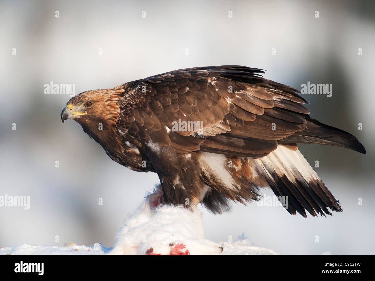 Golden eagle and arctic hare Norway Stock Photo