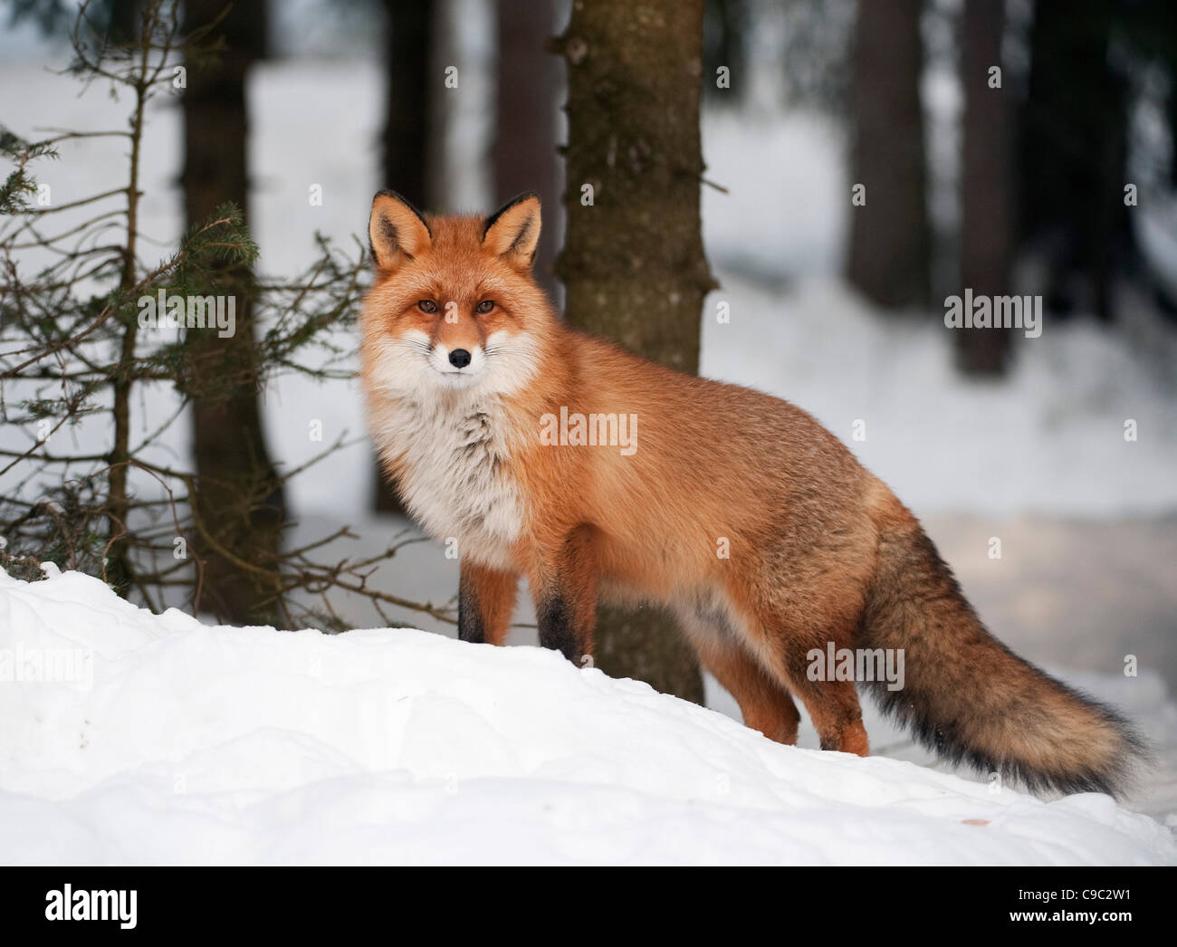 Red fox snow hi-res stock photography and images - Alamy