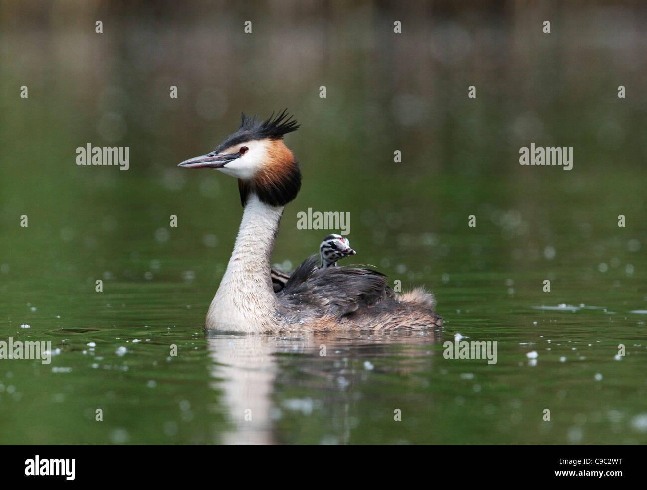 Great crested grebe with chick UK Stock Photo